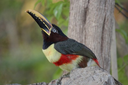 Chestnut-eared Aracari Pteroglossus castanotis Araras Lodge, Brazil